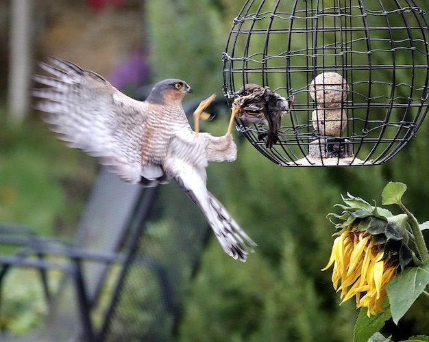 sparrowhawk catching